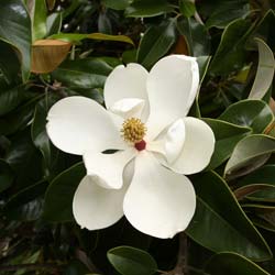 Magnolia  grandes fleurs